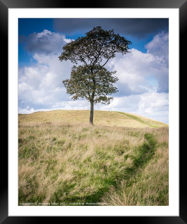 Lonesome Tree.  Framed Mounted Print by Anthony Dillon
