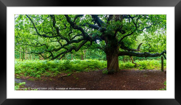 Old but Majestic Tree Framed Mounted Print by Anthony Dillon