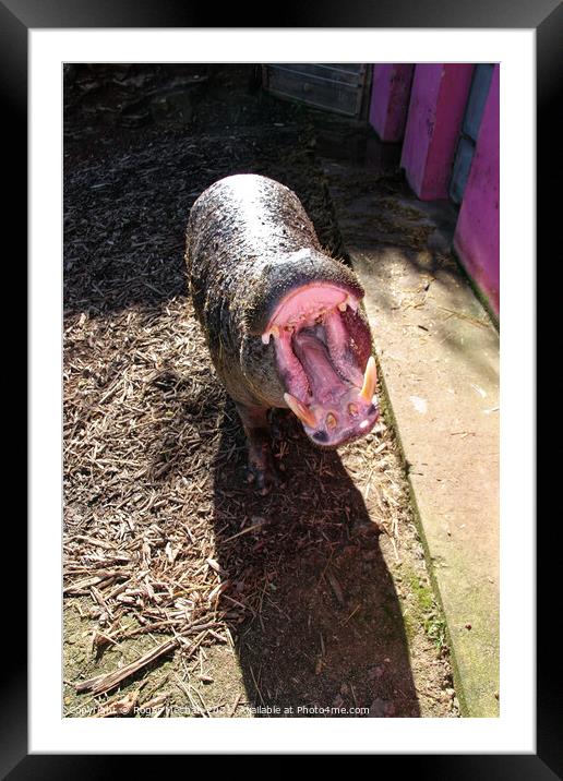 Yawning Pigmy Hippopotamus Framed Mounted Print by Roger Mechan
