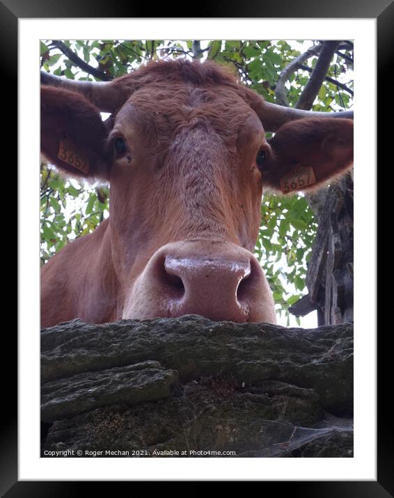 Inquisitive Bovine Beauty Framed Mounted Print by Roger Mechan