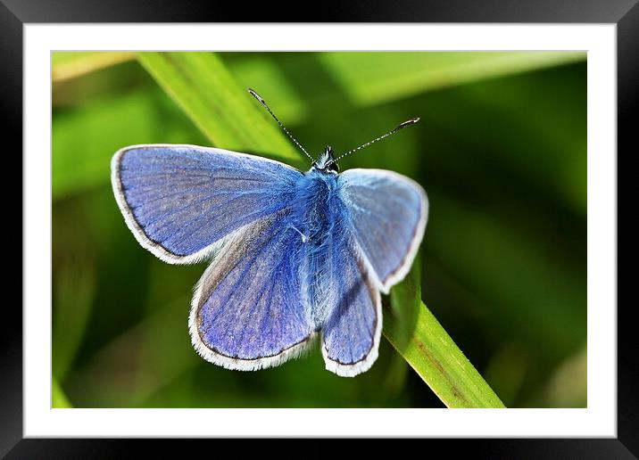 Elegant Blue Butterfly Framed Mounted Print by Roger Mechan
