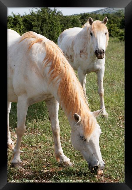 Graceful White Horses Grazing Framed Print by Roger Mechan