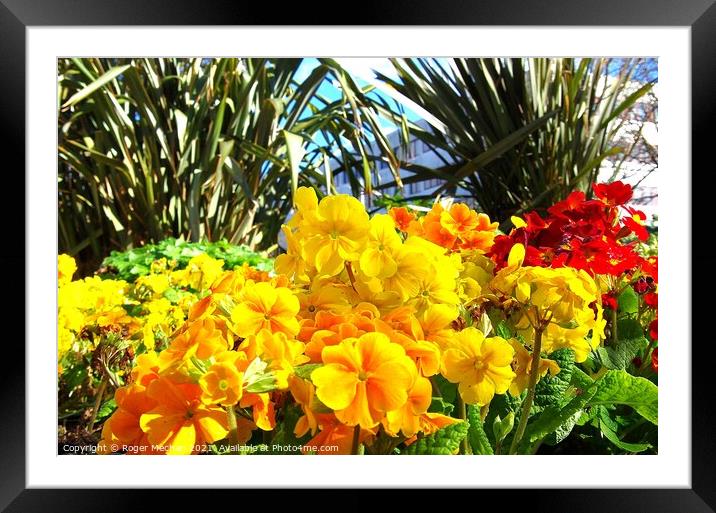 Radiant Primulas and Green Cordyline Framed Mounted Print by Roger Mechan