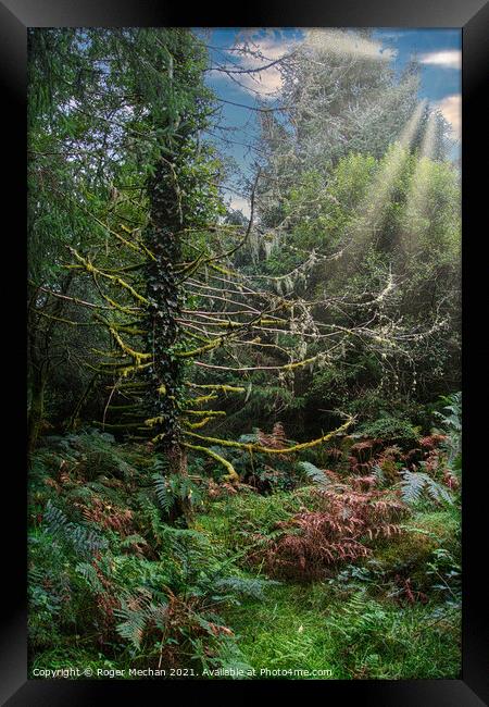 Dappled Sunbeams in Dartmoor Forest Framed Print by Roger Mechan