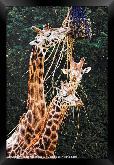 Graceful Giraffes Eating  Framed Print by Roger Mechan