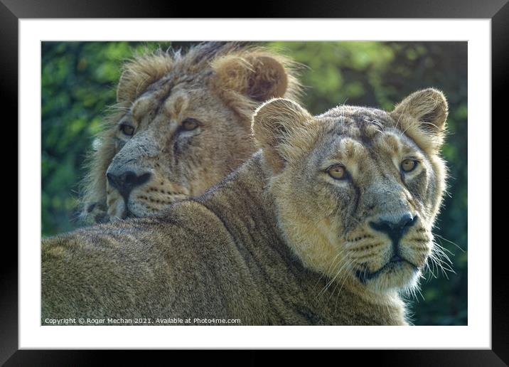 Regal Lioness and her Companion Framed Mounted Print by Roger Mechan