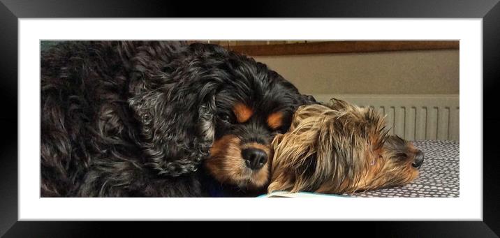 Canine Cuddle Buddies Framed Mounted Print by Roger Mechan