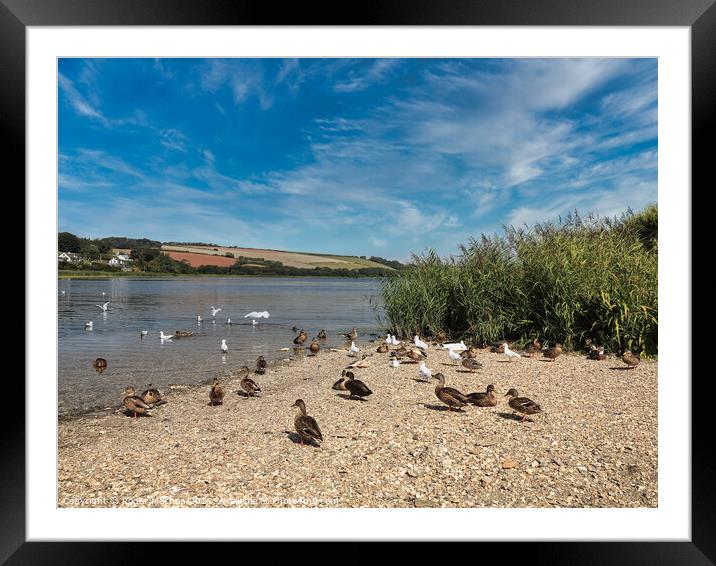 Serene Wildfowl on Threatened Beach Framed Mounted Print by Roger Mechan