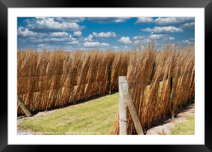 Sun-drenched Willow Stacks Framed Mounted Print by Roger Mechan