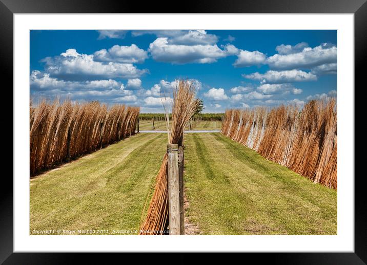 Willow Sheaves on the Somerset Levels Framed Mounted Print by Roger Mechan