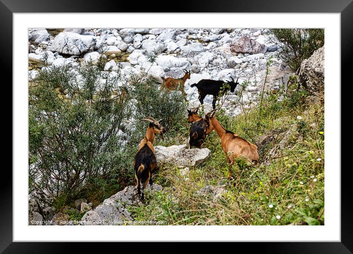 Graceful Chamois in the Picos Mountains Framed Mounted Print by Roger Mechan
