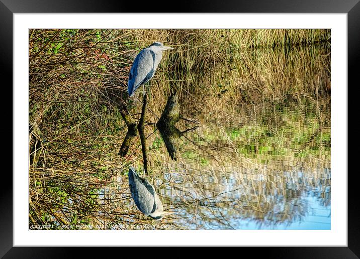 Reflections of the Grey Heron Framed Mounted Print by Roger Mechan