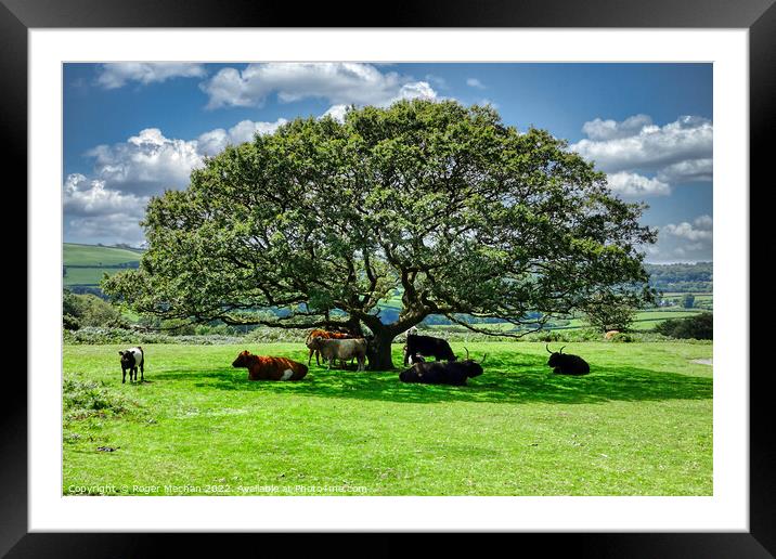 Roaming cows taking shade under a Dartmoor Tree Framed Mounted Print by Roger Mechan
