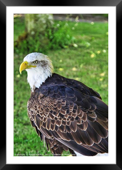 The Regal American Bald Eagle Framed Mounted Print by Roger Mechan
