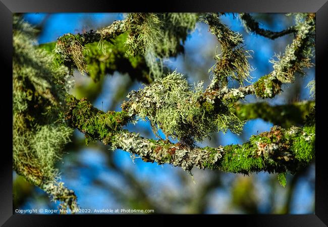 Nature's Mysterious Lichen Framed Print by Roger Mechan