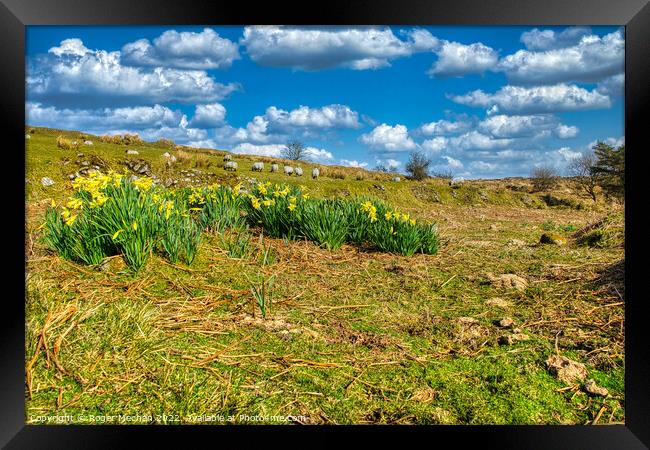 Daffodil Hillside Symphony Framed Print by Roger Mechan