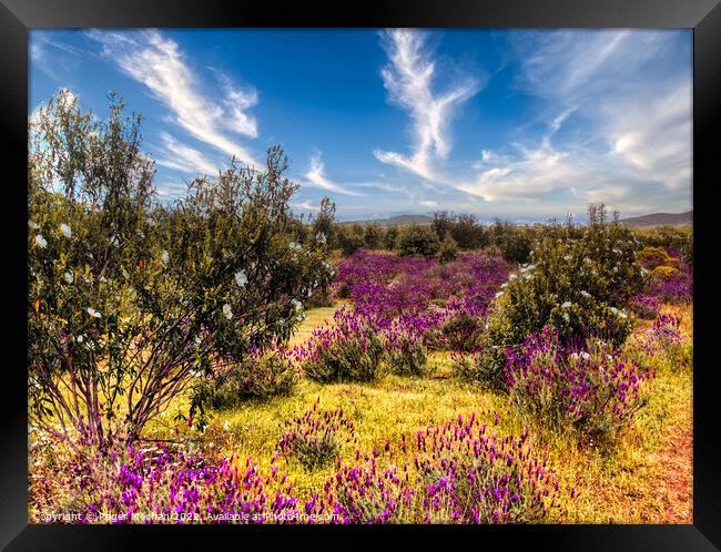 Lavender Fields in the Spanish Hinterland Framed Print by Roger Mechan