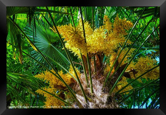 Intense Yellow Flowers of the European Fan-Palm Framed Print by Roger Mechan