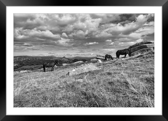 Graceful Dartmoor Ponies Grazing Framed Mounted Print by Roger Mechan