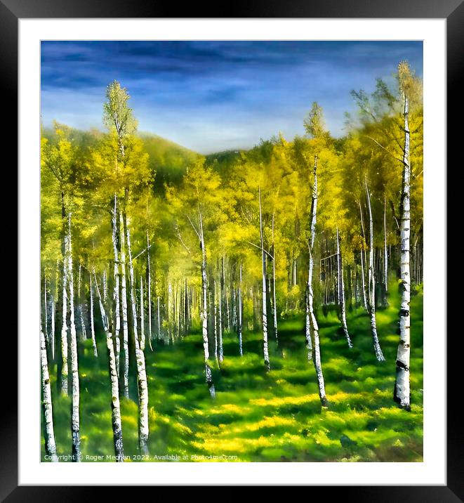 Silver Birch Forest in Autumn Framed Mounted Print by Roger Mechan