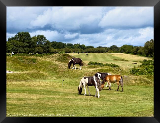 Dartmoor ponies on the golf course Framed Print by Roger Mechan