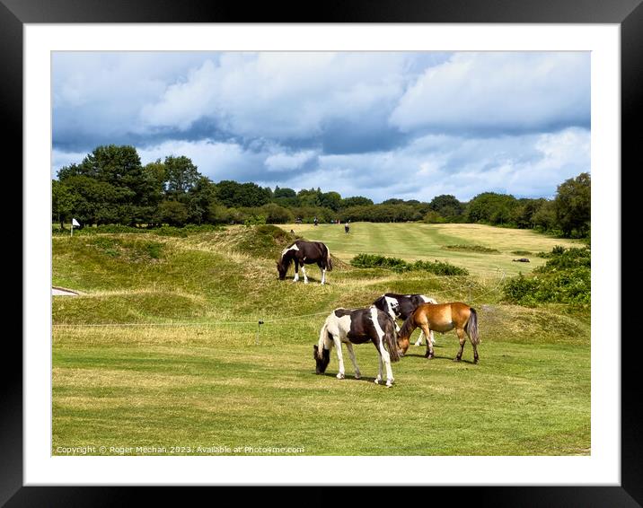 Dartmoor ponies on the golf course Framed Mounted Print by Roger Mechan