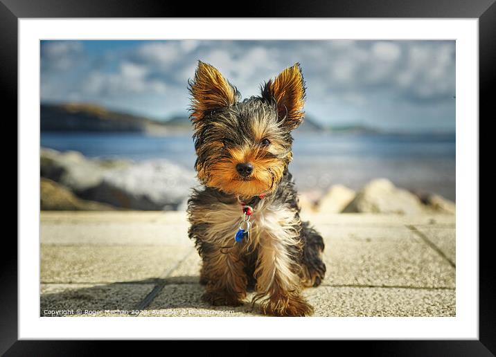 A close up of a Yorkshire Terrier puppy Framed Mounted Print by Roger Mechan