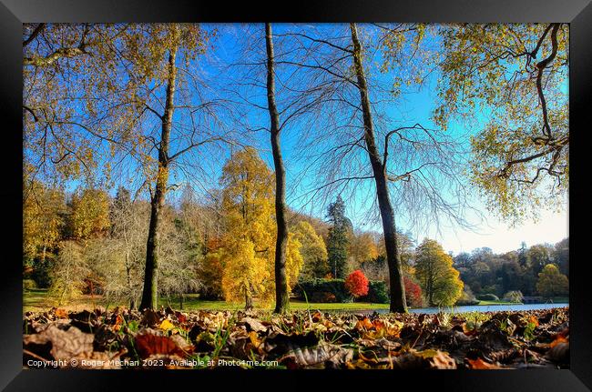 Carpet of autumn leaves under a blue sky Framed Print by Roger Mechan