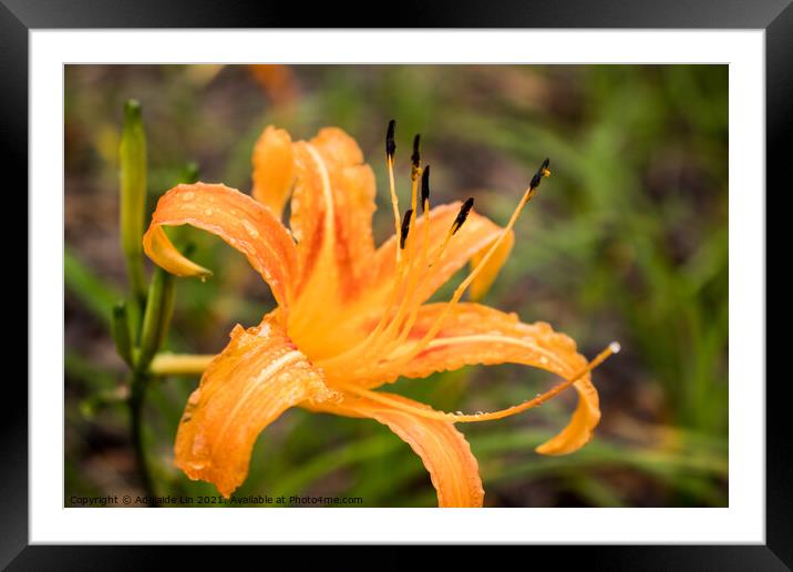 Orange daylily after rain Framed Mounted Print by Adelaide Lin