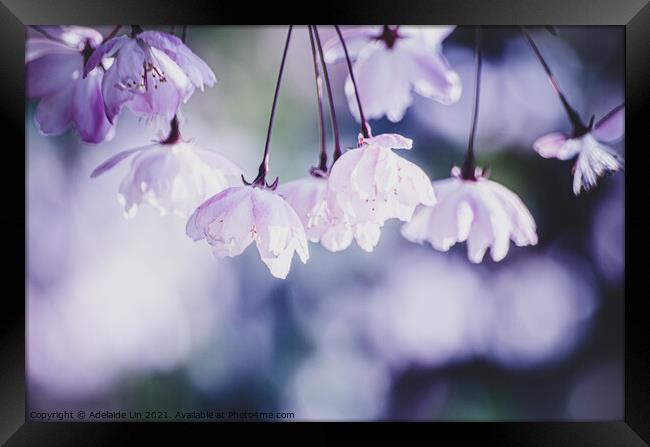 Cherry blossom fantasy Framed Print by Adelaide Lin