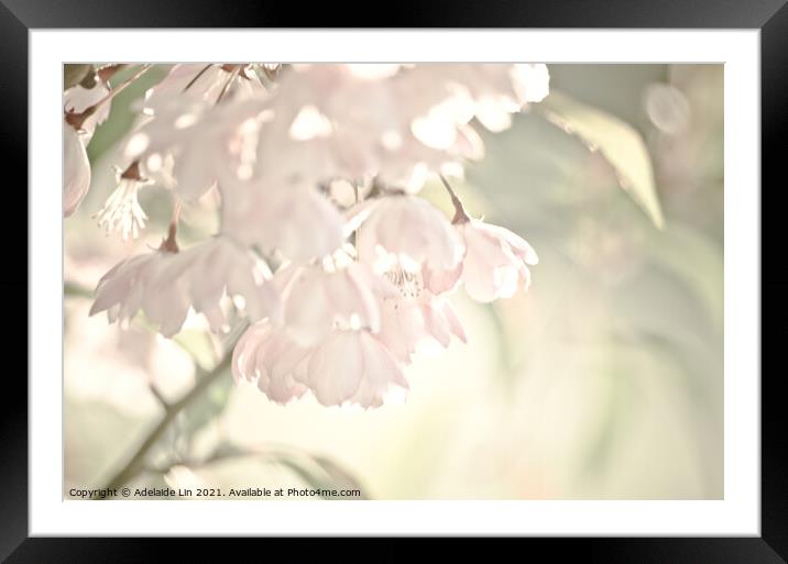 Sakura blossom Framed Mounted Print by Adelaide Lin