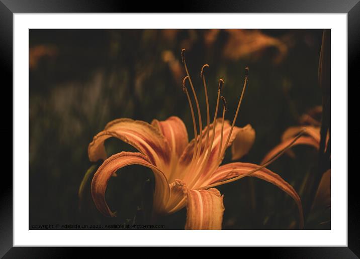 Mysterious Daylily Framed Mounted Print by Adelaide Lin