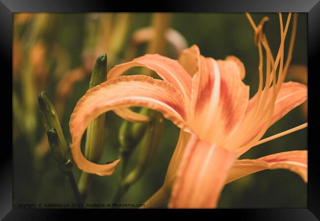 Daylily Framed Print by Adelaide Lin