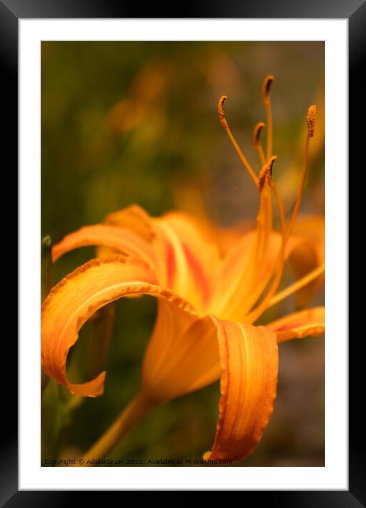 Dreamy Daylily Framed Mounted Print by Adelaide Lin