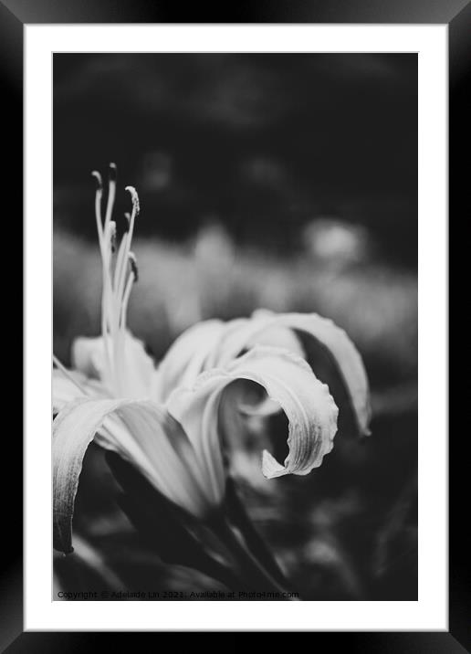 Daylily in dream Framed Mounted Print by Adelaide Lin