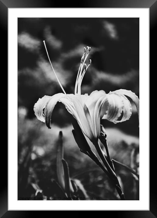 Lady Daylily Framed Mounted Print by Adelaide Lin