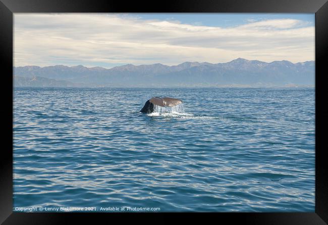 Sperm Whale  Framed Print by Lenny Blakemore