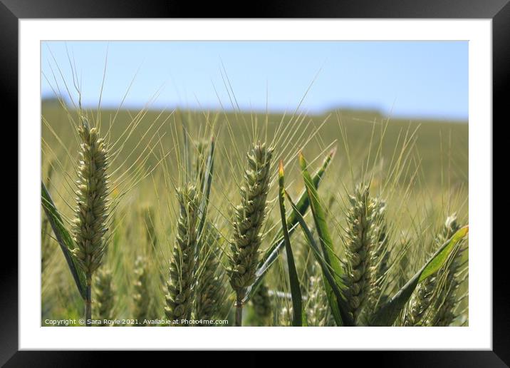 Wheat  Framed Mounted Print by Sara Royle