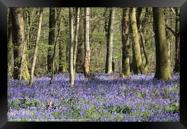 Beech wood with bluebell carpet Framed Print by Sara Royle