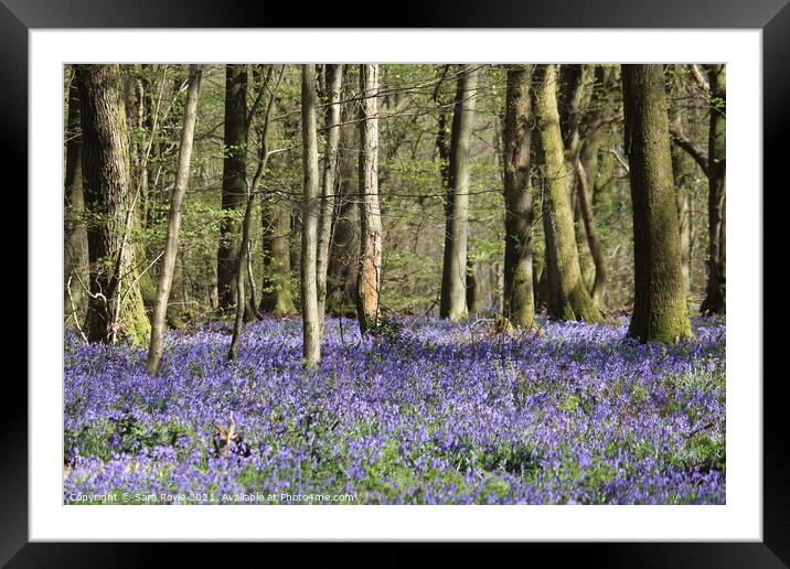Beech wood with bluebell carpet Framed Mounted Print by Sara Royle