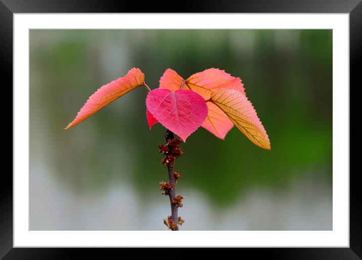 Plant flower Framed Mounted Print by Stan Lihai