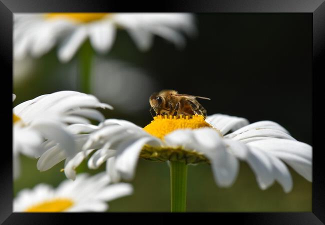 Bee on a daisy flower Framed Print by Stan Lihai