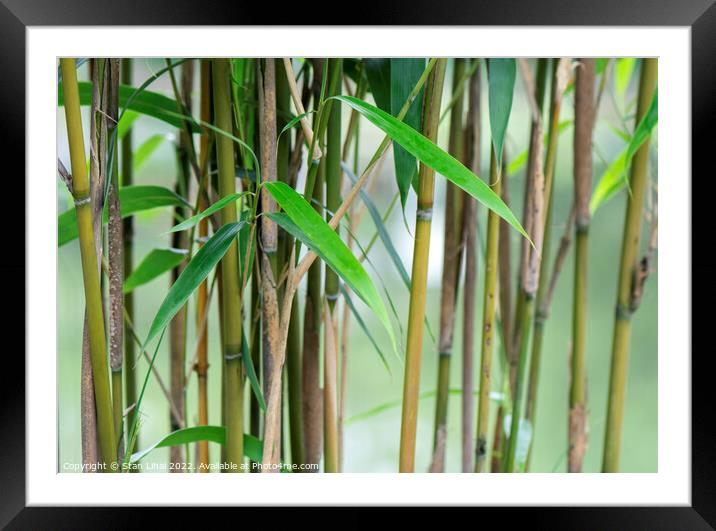 Young bamboo leaves Framed Mounted Print by Stan Lihai