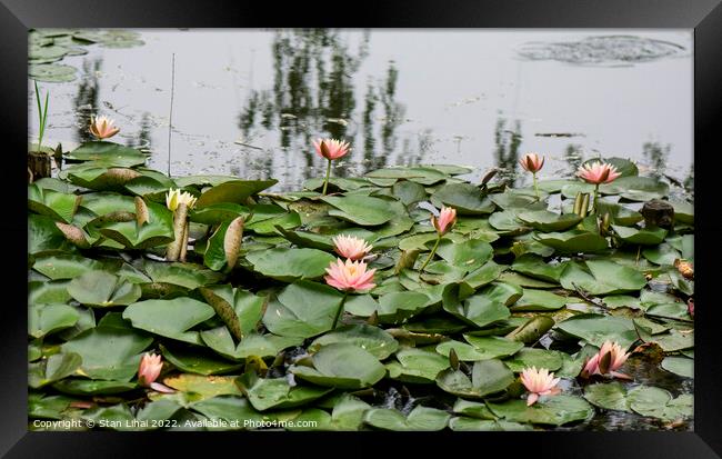 Lotuses in Shanghai park Framed Print by Stan Lihai