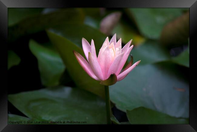 Pink lotus flower Framed Print by Stan Lihai