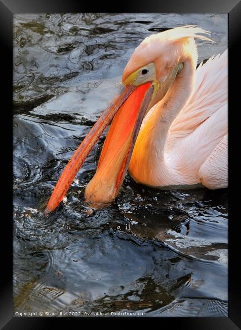 Pink pelican  Framed Print by Stan Lihai