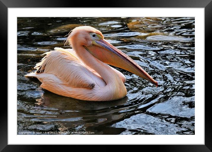 Pink pelican Framed Mounted Print by Stan Lihai