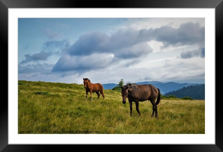 Horses grazing in meadow of Ukrainian Carpathians. Framed Mounted Print by Stan Lihai