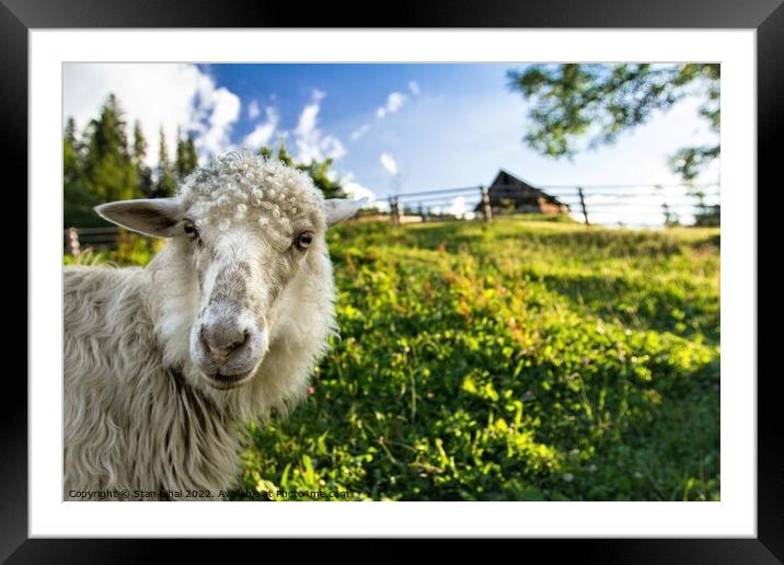 Sheep grazing in meadow. Carpathian mountains. Framed Mounted Print by Stan Lihai