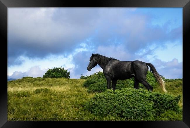 Horses grazing in meadow of Ukrainian Carpathians Framed Print by Stan Lihai